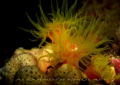 Coral. Night dive, Coral Bay, Gulf of Aqaba, Jordan 